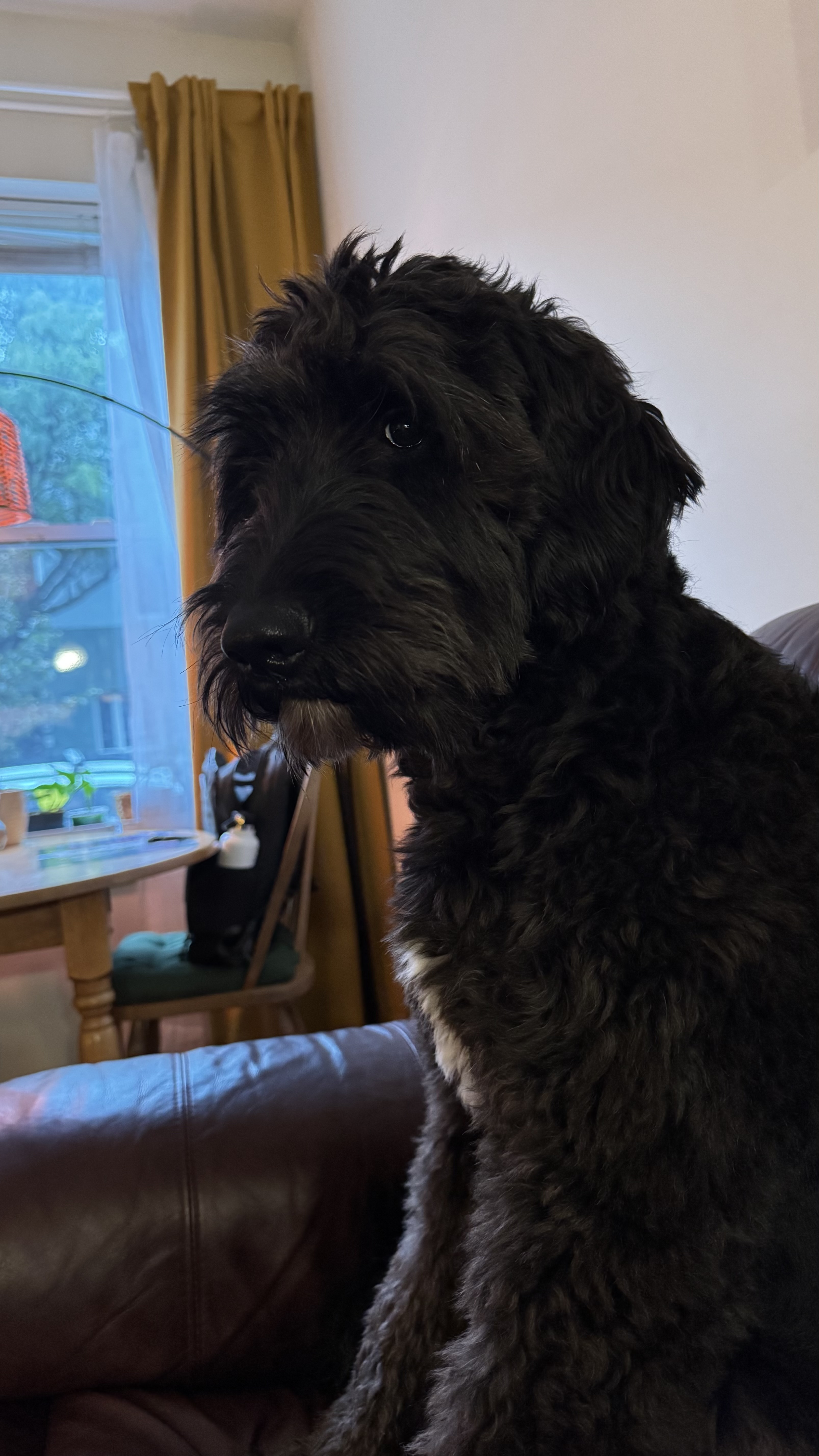 Cute dog