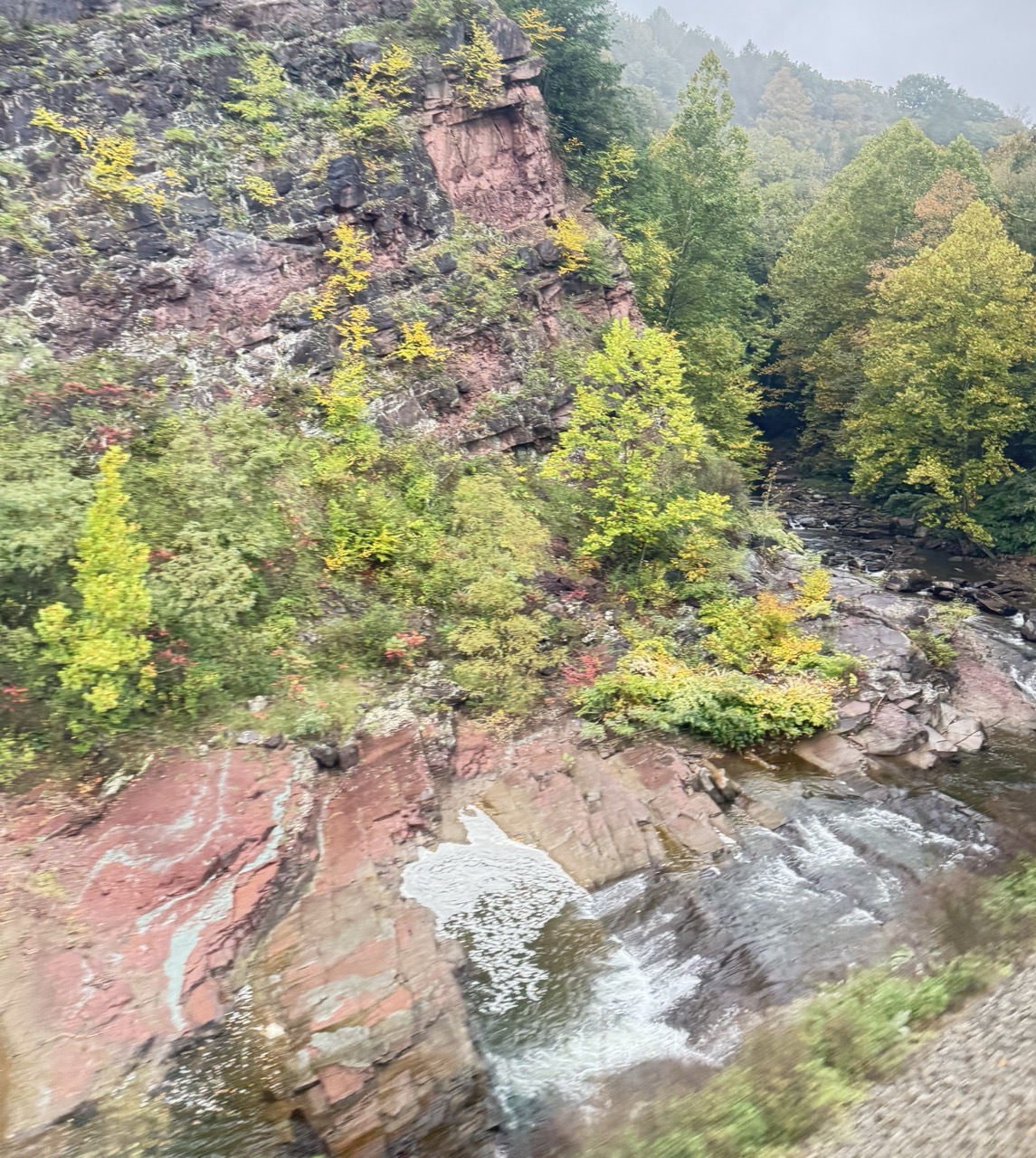 fall foliage
